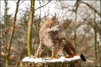 Quel est le r&eacute;gime alimentaire du lynx ?