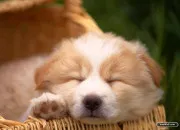 Quiz Connais-tu bien les chiens ? 🐶