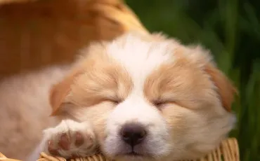 Quiz Chiens