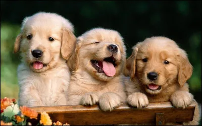 Tous les chiens ont la langue enti&egrave;rement rose.