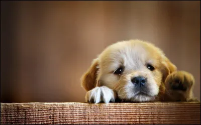 Le chien domestique poss&egrave;de 39 paires de chromosomes.