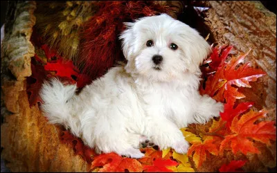 Quel animal est l'anc&ecirc;tre sauvage principal du chien ?