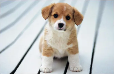 Les chiots naissent avec les yeux ouverts.