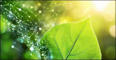 Sciences de la terre - Quels sont les &eacute;l&eacute;ments indispensables &agrave; la r&eacute;alisation de la photosynth&egrave;se ?