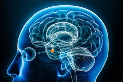 Premi&egrave;rement, quelles sont les structures du cerveau responsables d'int&eacute;grer les informations stressantes ?