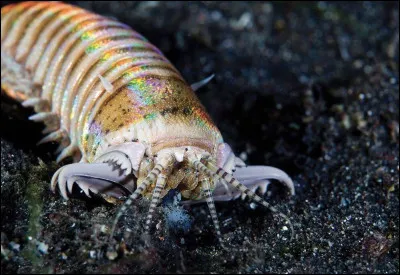 Cette bestiole est une horreur absolue, si vous connaissez son nom, vous aurez la bonne r&eacute;ponse !