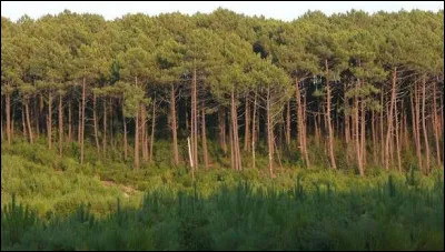 Quand furent plant&eacute;es les for&ecirc;ts de pins dans les Landes ?