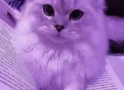 Test Quel animal ultra mignon se cache en toi ? 🌸
