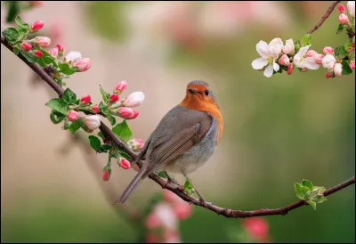 Quel oiseau est le seul capable de voler en arri&egrave;re ?