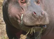 Quiz Quels sont ces animaux ?
