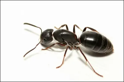 Pour finir, quel est cet animal ?