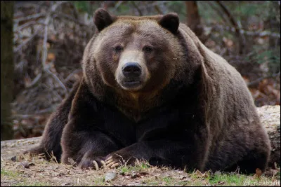 Quel est cet animal ?