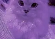 Test Quel animal ultra mignon se cache en toi ? 🌸