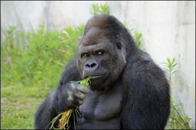 Le gorille est une imposante esp&egrave;ce de singe herbivore. D'o&ugrave; est-il originaire ?