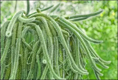 C'est un cactus, plante &eacute;piphyte aux jolies fleurs roses, mauves, mais &eacute;ph&eacute;m&egrave;res, surnomm&eacute;e queue-de-... en raison de la forme de ses longues tiges.