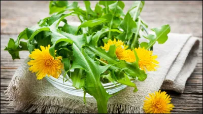 Cette plante dont on fait des salades est surnomm&eacute; dent-de-...