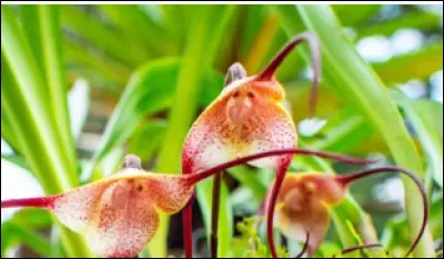 Voil&agrave; une orchid&eacute;e t&ecirc;te de...