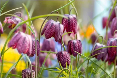 Ravissantes fleurs que ces fritillaires ! Compl&eacute;tez avec le volatile qui lui est associ&eacute; !