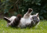 Quiz Des chats ''Rroû'', n°2🐈😻😸
