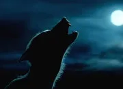 Quiz Autour des loup-garous