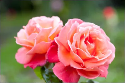 Compl&egrave;te la phrase suivante : Les roses que tu m&rsquo;as [&hellip;] sont magnifiques !