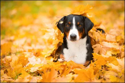 Compl&egrave;te cette phrase : [&hellip;] &agrave; moi, je pr&eacute;f&egrave;re les chiens.&nbsp;&raquo;.