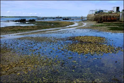 Quel long fleuve traverse la ville de Turin et la plaine du nord de l'Italie avant de se jeter dans la mer Adriatique ?