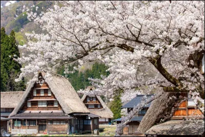 Quel arbre embl&eacute;matique du Japon donne lieu chaque printemps &agrave; la tradition de l'&eacute;merveillement devant les fleurs (&laquo;&nbsp;Hanami&nbsp;&raquo;) ?