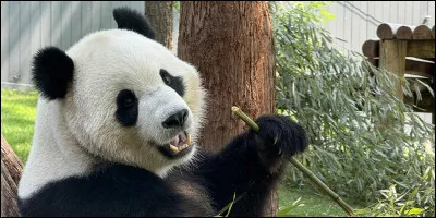 Quel animal embl&eacute;matique de la Chine, herbivore et noir et blanc, est un symbole national prot&eacute;g&eacute; et utilis&eacute; comme outil diplomatique ?