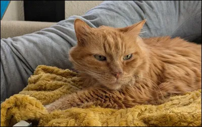 Mais quel est cet animal ?