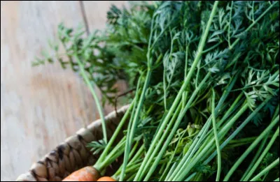Comme nomme-t-on les ''feuilles de carottes'' ?