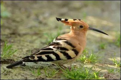 La huppe fasci&eacute;e est un oiseau migrateur ! Vrai ou faux ?