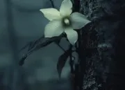 Test Test Si ton âme était une fleur, laquelle fleurirait en toi ?