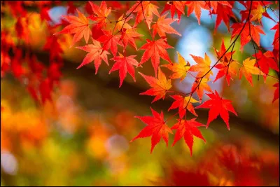 O&ugrave; pr&eacute;f&egrave;res-tu &ecirc;tre en automne ?