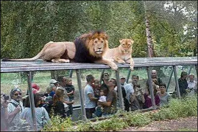 En quelle ann&eacute;e a &eacute;t&eacute; inaugur&eacute; le zoo de Thoiry ?
