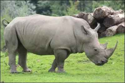 Qui est Peau de Roche ?