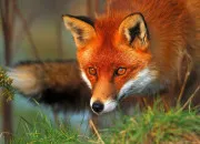 Quiz Devine les animaux en anglais