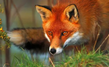 Quiz Animaux