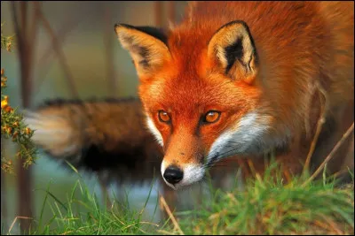 Comment dit-on renard ?