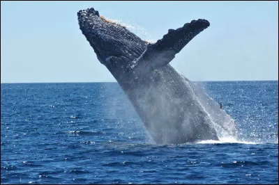 Comment dit-on baleine ?