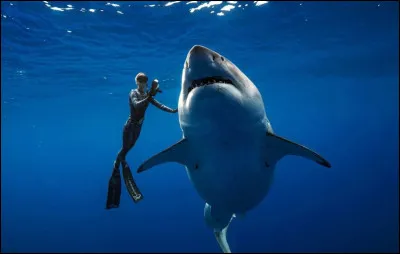 Comment dit-on requin ?