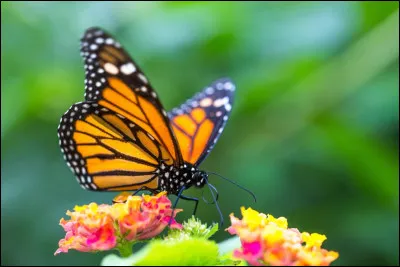 Comment dit-on papillon ?
