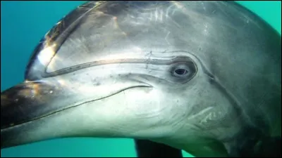 Comment dit-on dauphin ?