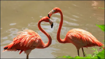 Comment dit-on flamant rose ?