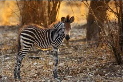 Toutes les esp&egrave;ces de z&egrave;bres sont d'originaires d'Afrique.