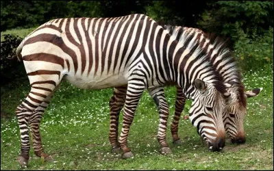 Les z&egrave;bres sont des animaux...2 r&eacute;ponses attendues