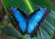Test Ton mois = ton animal ou insecte (4)