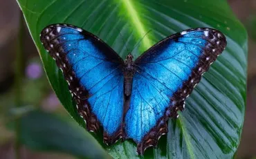 Quiz Animaux