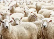 Quiz Chèvres et moutons