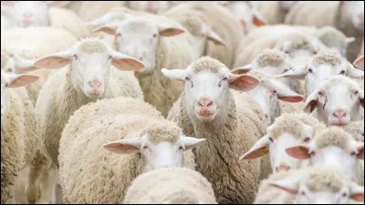 Dans l'&oelig;uvre de Rabelais, quel personnage est associ&eacute; au mouton, puis a inspir&eacute; une expression ?